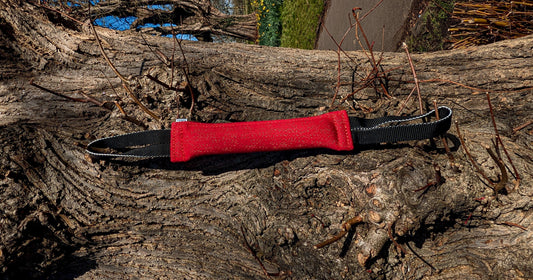 Top 5 Must-Have Dog Training Tools Every Owner Needs