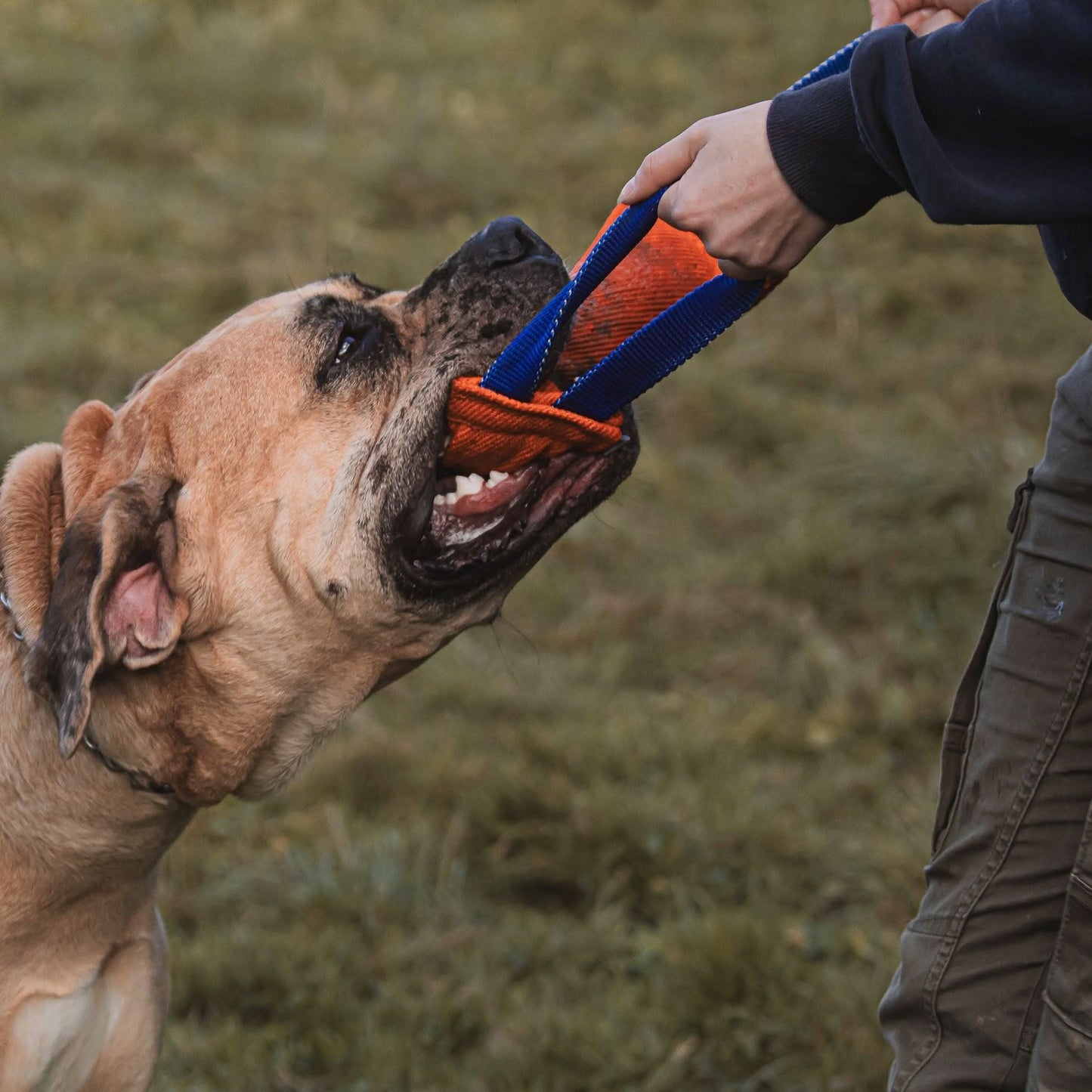 Heavy-duty cotton orange bite tug for obedience, reward training, and bite development, with reinforced handles for control.