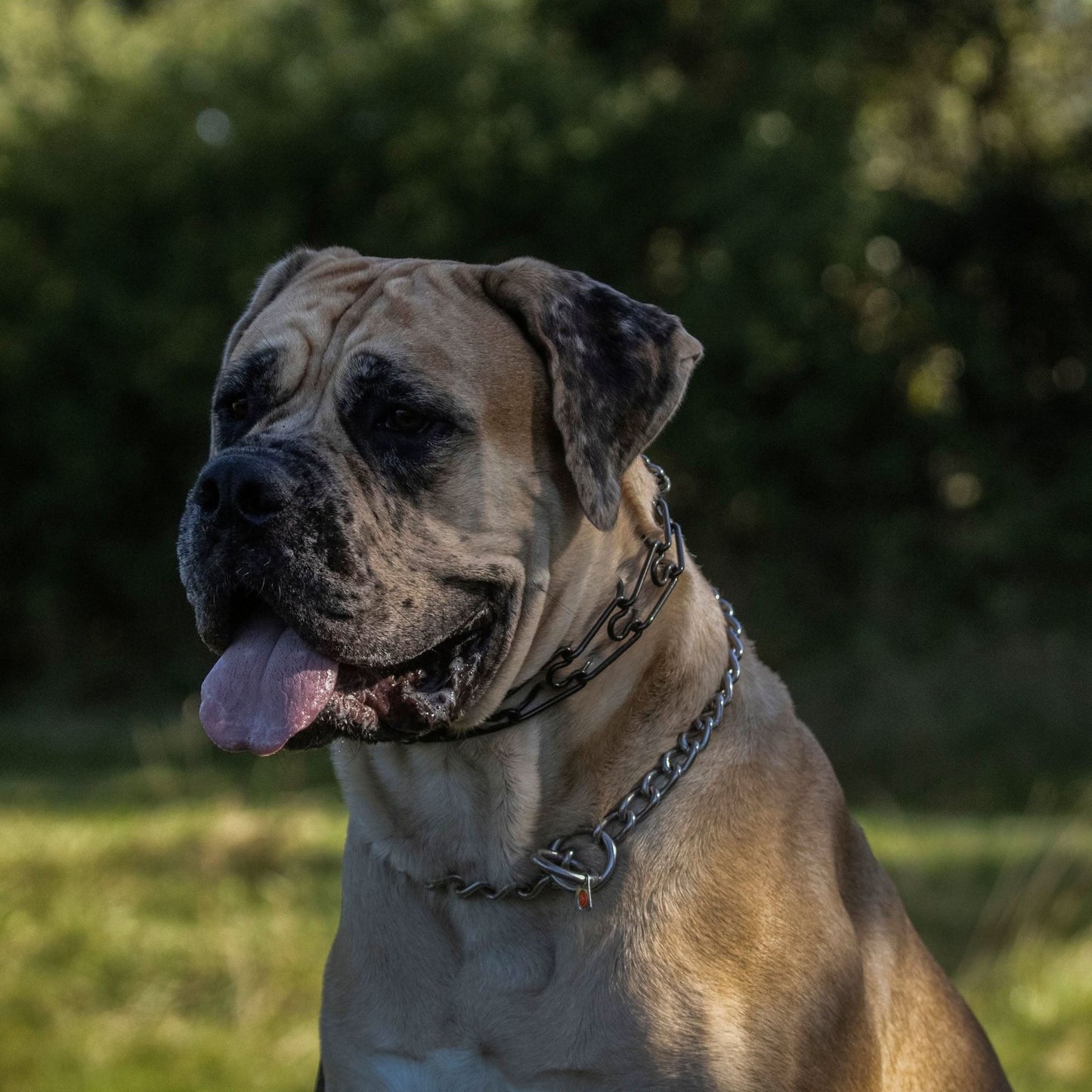Herm Sprenger Prong Collar – German-made stainless steel collar for controlled, humane corrections and improved dog training communication.