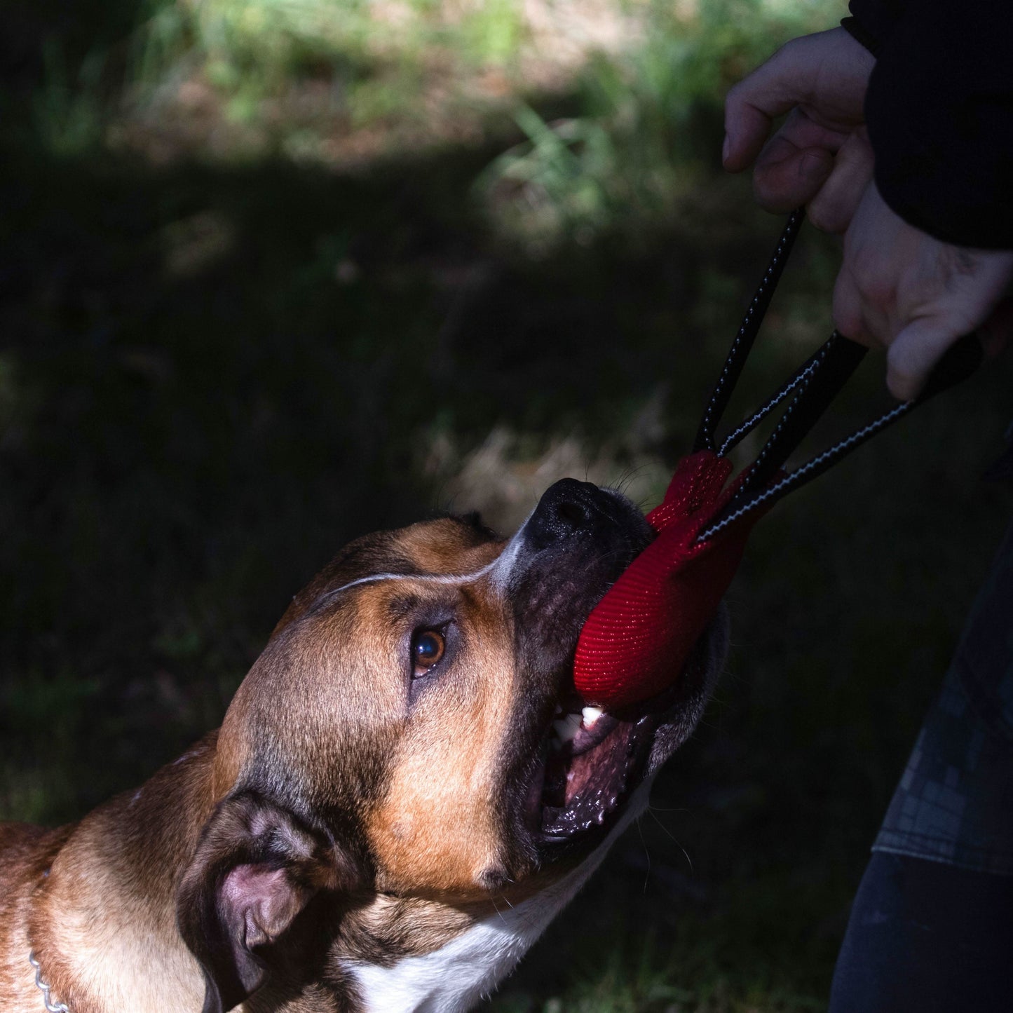 Durable cotton red bite tug for obedience, reward training, and early bitework, with dual handles for easy grip and control.