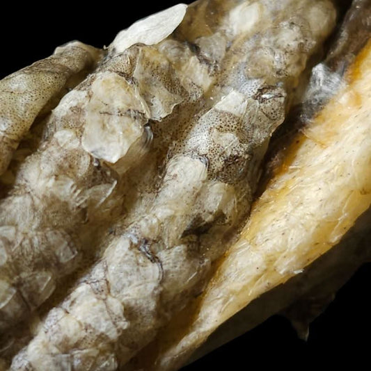 Top Tier Fish Twists – 100% whitefish skin chews, rich in Omega-3 for healthy teeth, joints, and shiny coats, perfect for all dogs.