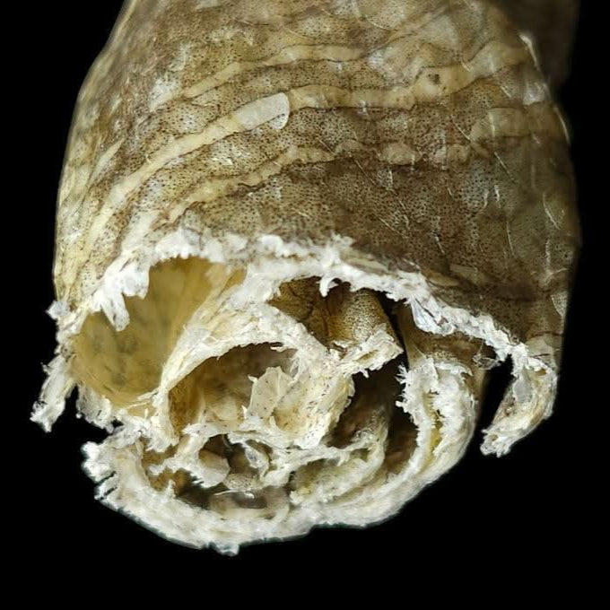 Top Tier Fish Twists – 100% whitefish skin chews, rich in Omega-3 for healthy teeth, joints, and shiny coats, perfect for all dogs.