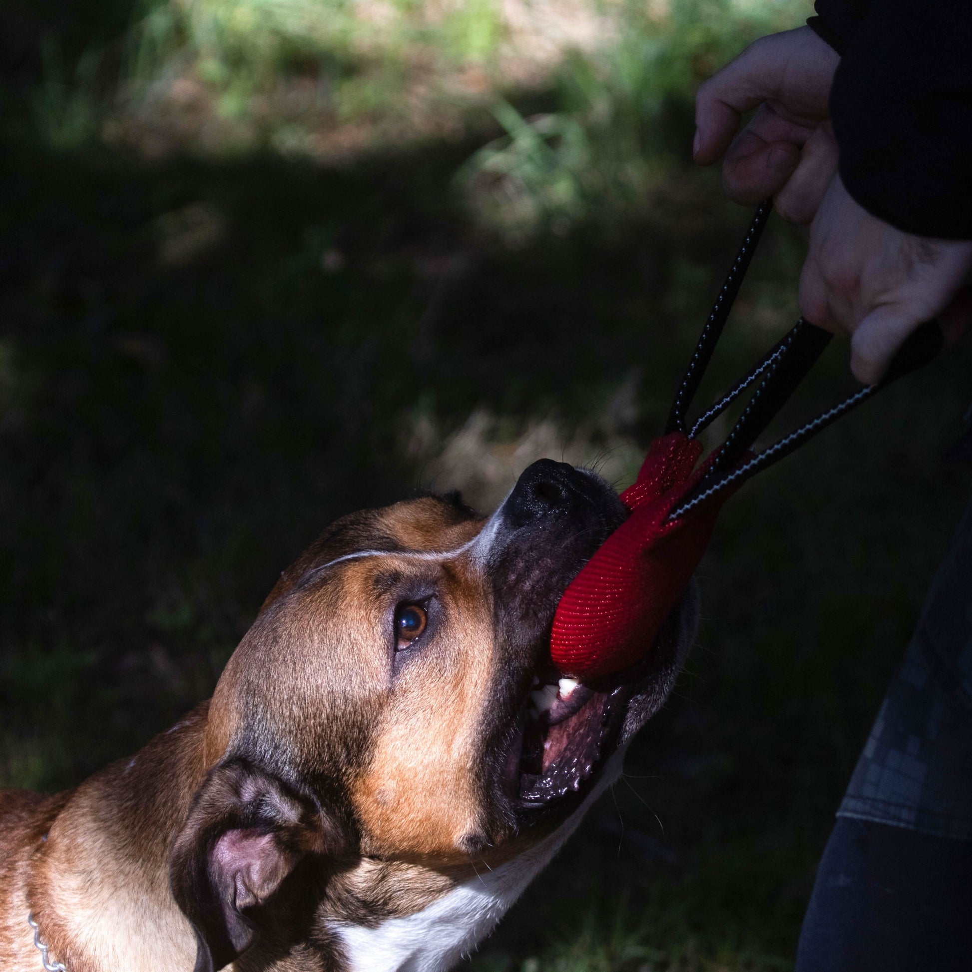 Durable cotton red bite tug for obedience, reward training, and early bitework, with dual handles for easy grip and control.